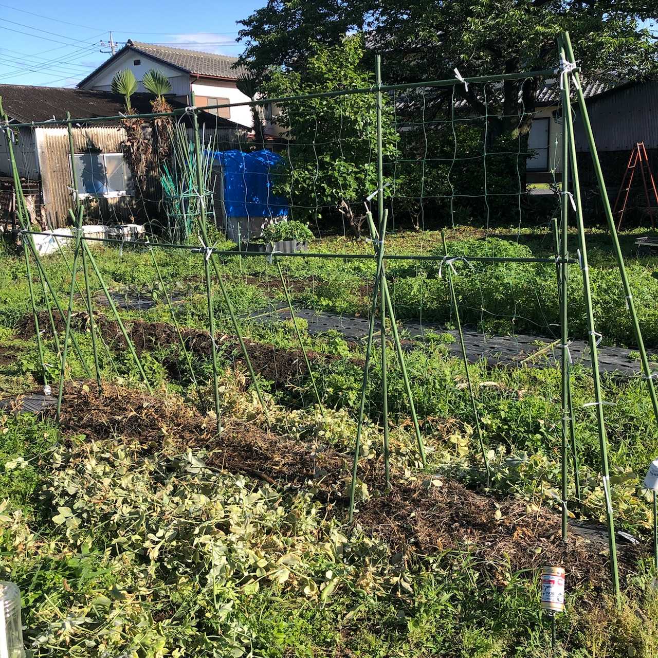 DAISO種子シリーズ 絹さやえんどう、スナップえんどうとあるサラリーマンの週末菜園