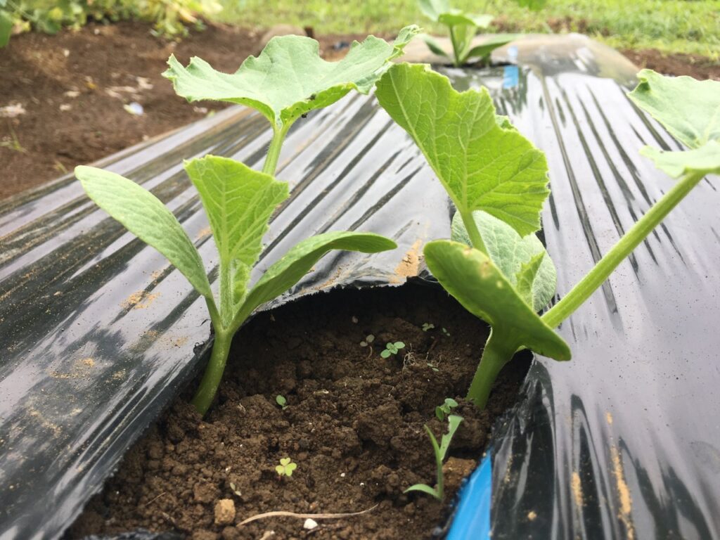 カボチャの空中栽培の方法とは?経験者が具体的に教えます!ぐるぐるナレッジ