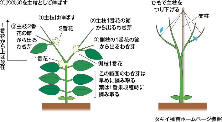 伏見甘長とうがらし 接ぎ木苗2個～ 野菜 接木苗9cmポット植物のＩＴＡＮＳＥ 全品送料無料・即出荷