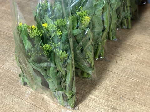 春の信州 菜の花と桜に彩られ朝陽を浴びるJR飯山線 替佐駅 - 上今井駅 間 の写真素材99080302- PIXTA