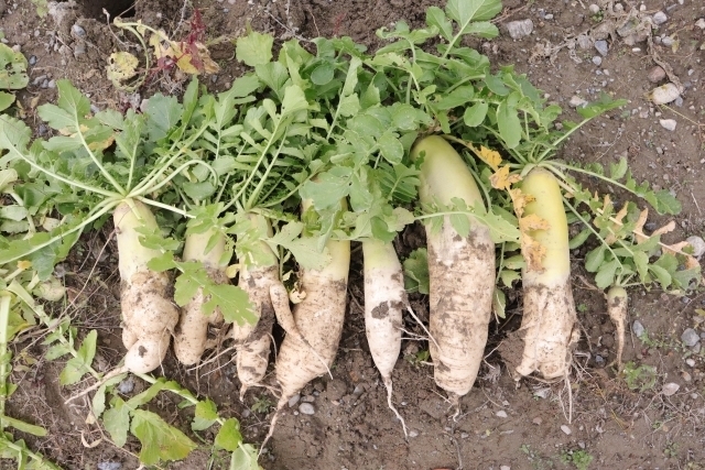 大根の保存方法を詳しく解説！おいしさを長持ちさせる冷蔵・冷凍・乾燥保存のコツが丸わかり！ONIGO通信スーパー価格で、すぐ届く。ONIGO