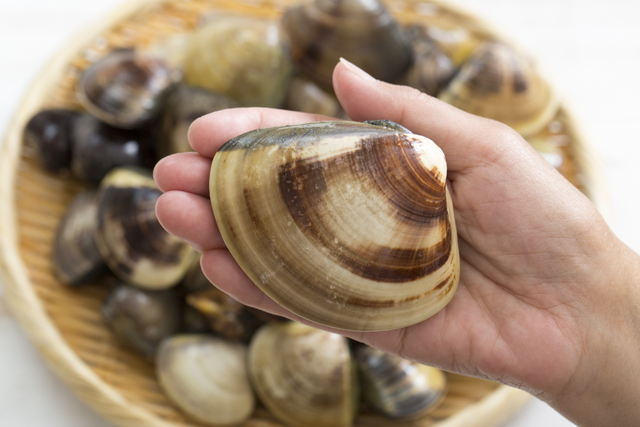 ハマグリのNG やってたらすぐにやめて！ハマグリの砂抜きのNG行動3選 菅智香- エキスパート - Yahoo!ニュース