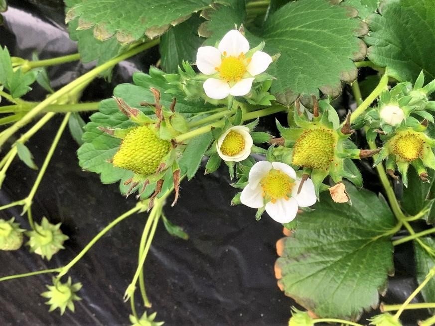 イチゴ栽培での窒素追肥 肥料 の効果を検証- ５年放置したイチゴは復活するのか？ 9れーぜぶろぐ