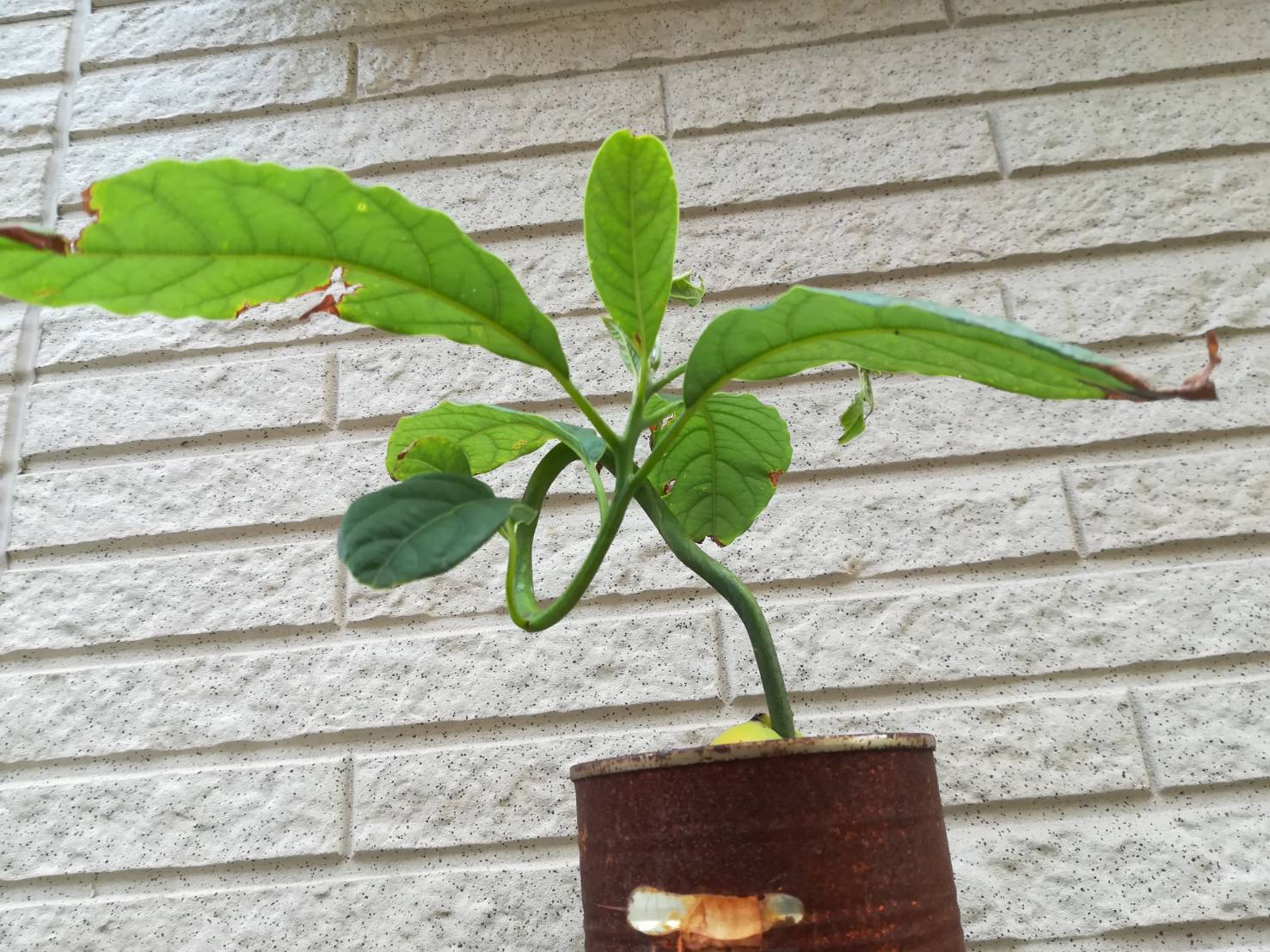 アボカドを剪定して病気から守ろう！適切に管理していく方法お庭110番