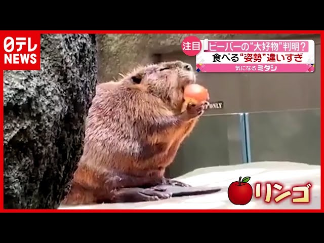 アメリカビーバー動物紹介ヒノトントンZOO 羽村市動物公園