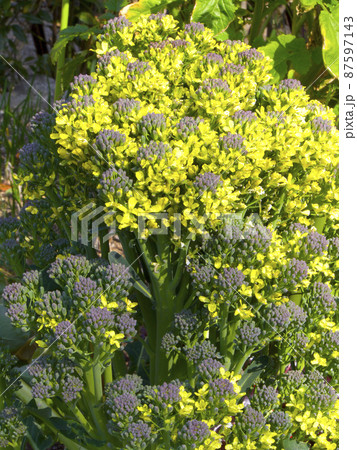 ブロッコリーの頂花蕾 ちょうからい が丸くならない・なぜでしょうか？ – 菜園ナビまとめ