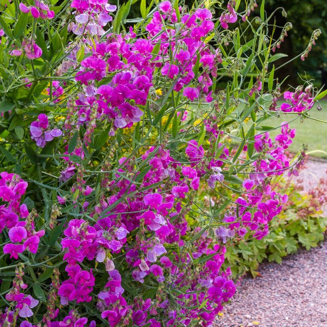 スイートピー クパニ の特徴や育て方、種まきの方法等の紹介