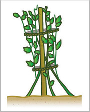 連載食用菊を育ててみます 8 終 、植え替えプリメロ菜園通信