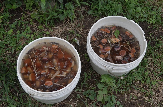 秋の味覚 栗の下処理方法～皮むきからレシピまで東京ガス ウチコト