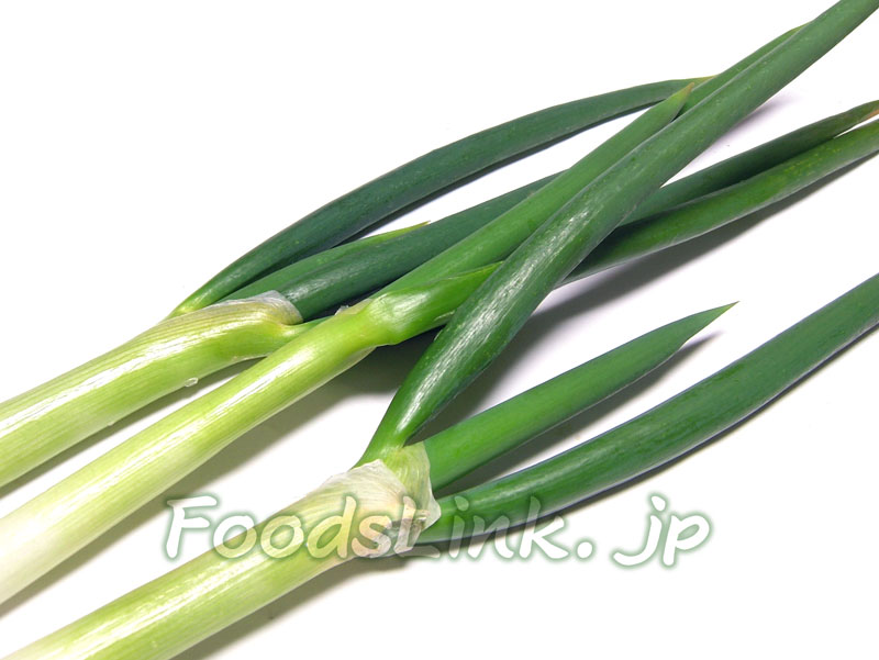 ネギ 長ネギ・白ネギ・根深ネギ の育て方と栽培のコツやまむファーム