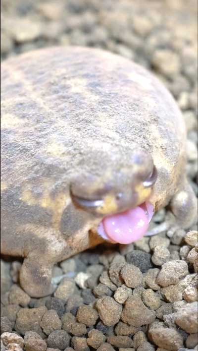 世界一かわいいぷりけつ”の正体はもちもちまん丸なアメフクラガエルに「きなこ餅が動いてる」と反響ねとらぼ