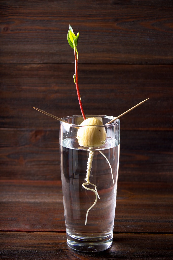 発芽したアボカドを土に植え付けたぞ！発芽までの栽培記録もすレコ