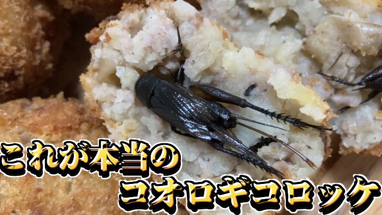 無印良品が昆虫食!?「コオロギせんべい」を食べてみた！Domani