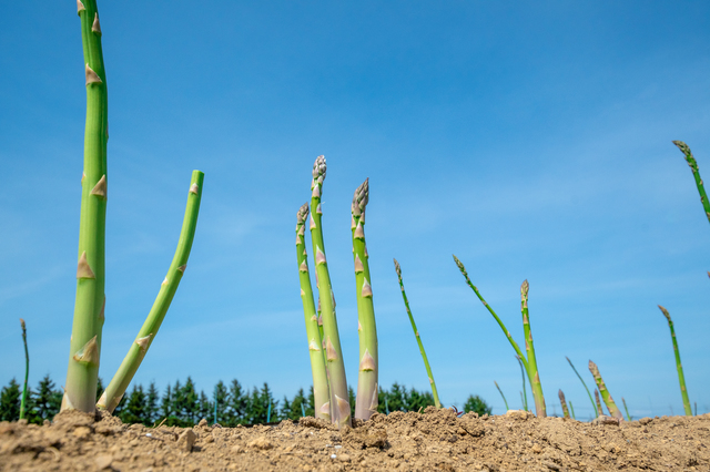 アスパラ茹で方＆下ごしらえ！美味しさの決め手は皮むきと入れ方カゴメ株式会社