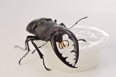 ノコギリクワガタこの生きものは何でしょう ～動物～この生きものは何でしょう県内の動植物種について知りたい 身近な生きもの生物多様性情報総合プラットフォーム 福岡生きものステーション