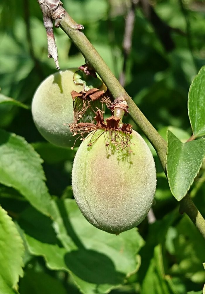 果物アレルギー：一覧公式 アルバアレルギークリニック札幌のアレルギー・アトピー・かゆみの治療ならアルバアレルギークリニック
