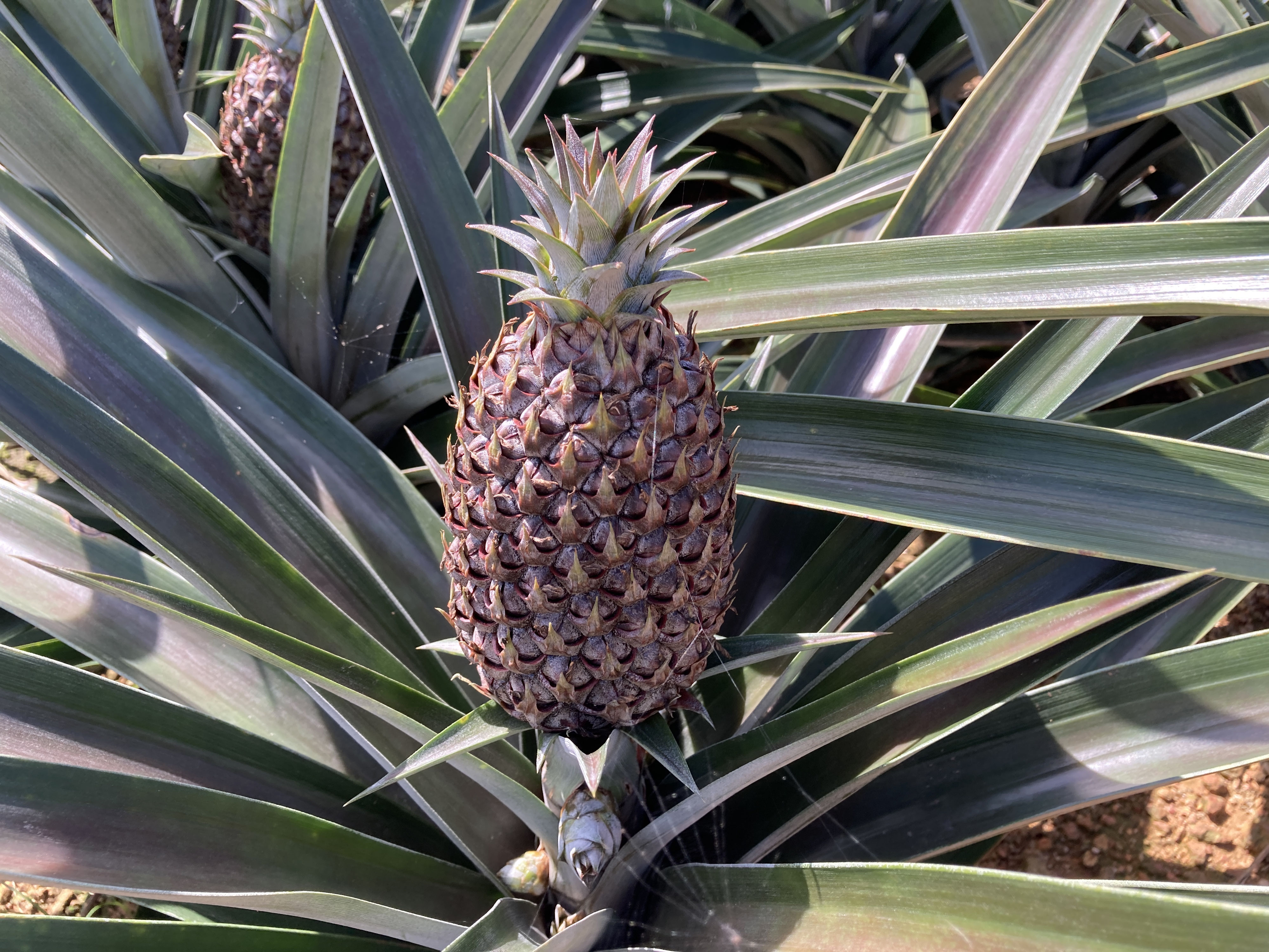 夏はマンゴー、パイナップル、冬はスイカ？南国沖縄のフルーツを楽しむ