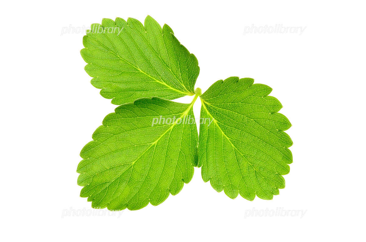 いちごの葉とわき芽の管理方法を苺のプロが解説！何枚が良い？脇芽は何個が最適？やさいガーデン