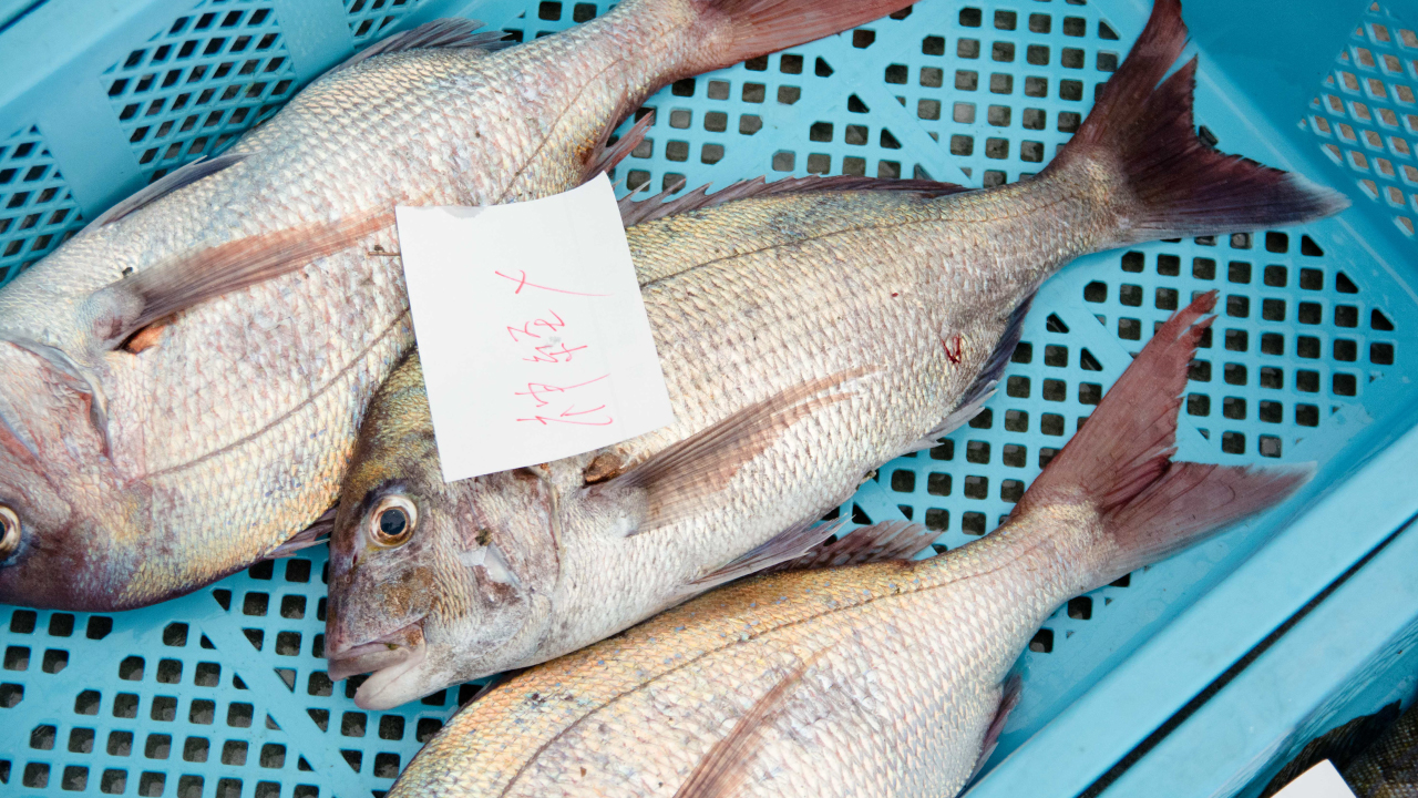 鯛の種類と釣り方は？東京湾・相模湾で釣れる鯛東京近郊釣り場情報 アクセスマップ