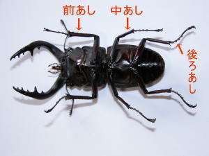 昆虫図鑑 コンフキウスノコギリクワガタ 「スマートな大アゴを持った大型のノコギリクワガタ」 - しゅうくんとけいちゃんの百科事典