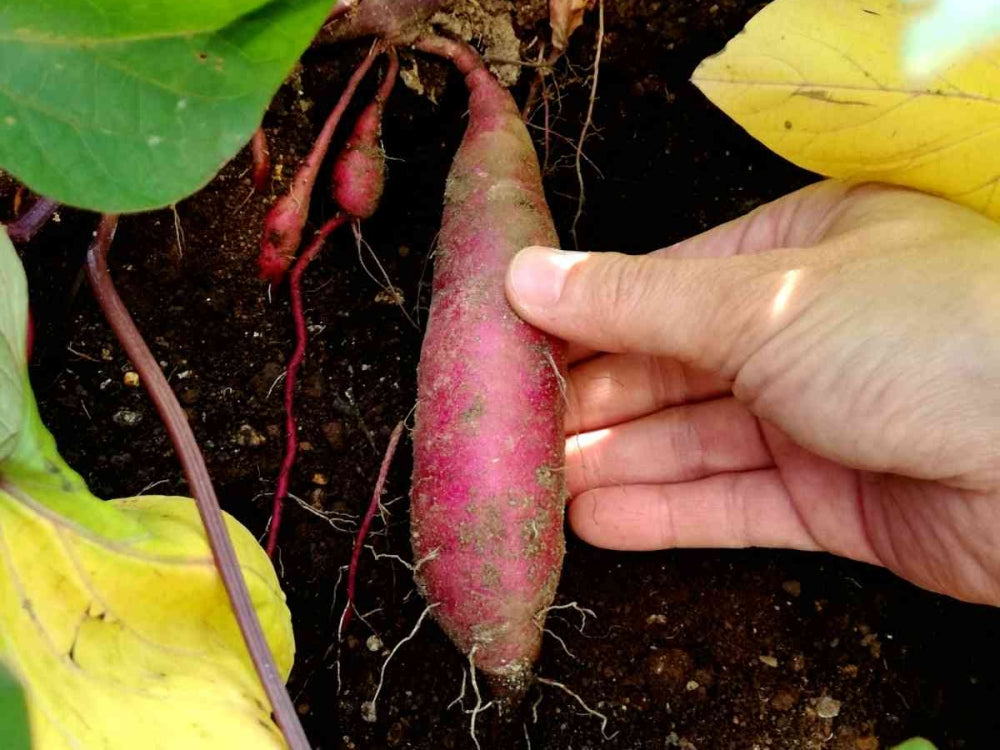 サツマイモの育て方と栽培のコツやまむファーム