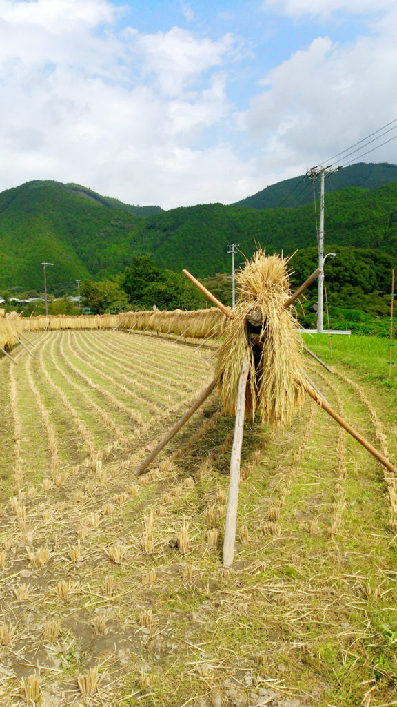 お米の 天日干し って何？ -自然乾燥と機械乾燥自然栽培米を農家直送命を養う玄米通販