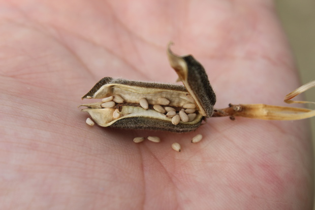 ごまってどんな植物？種類や栄養などを詳しく解説ブログカタギ食品