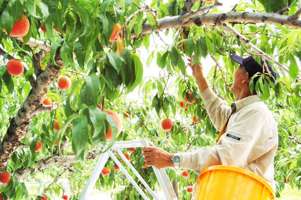 桃の切り方を徹底解説！簡単に皮を剥く裏技や変色を防ぐ方法・保存方法まで紹介ふるなび公式ブログ ふるさと納税DISCOVERY
