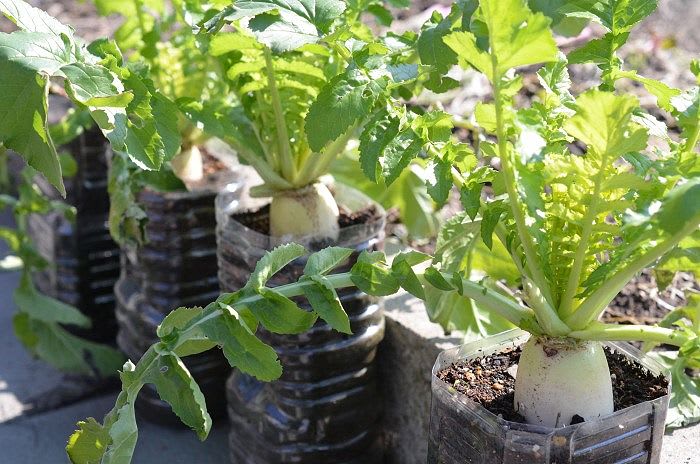 大根栽培 ペットボトル大根の収穫- 狭い庭で野菜を育てます