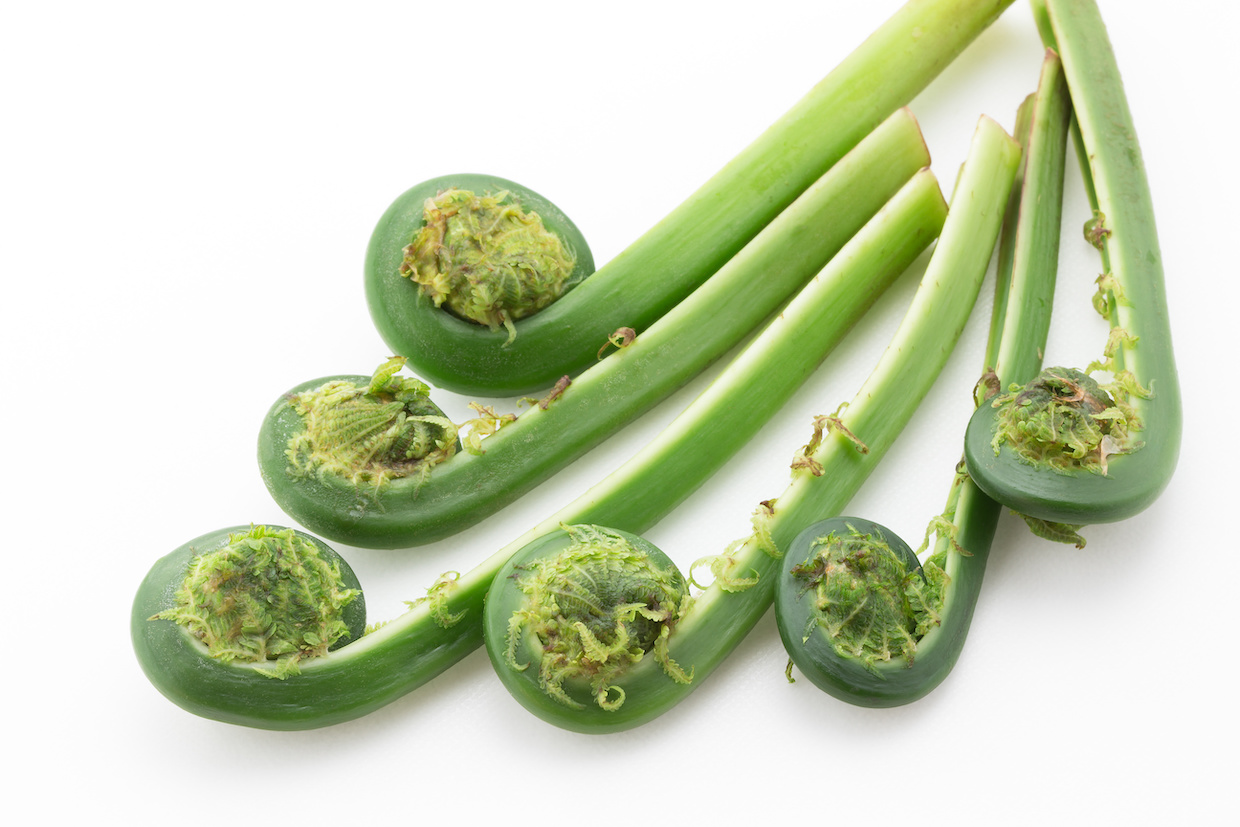 朝採れ こごみ こごめ 天然物 山菜 新潟県 春野菜 天ぷら おひたしYahoo!フリマ 旧PayPayフリマ