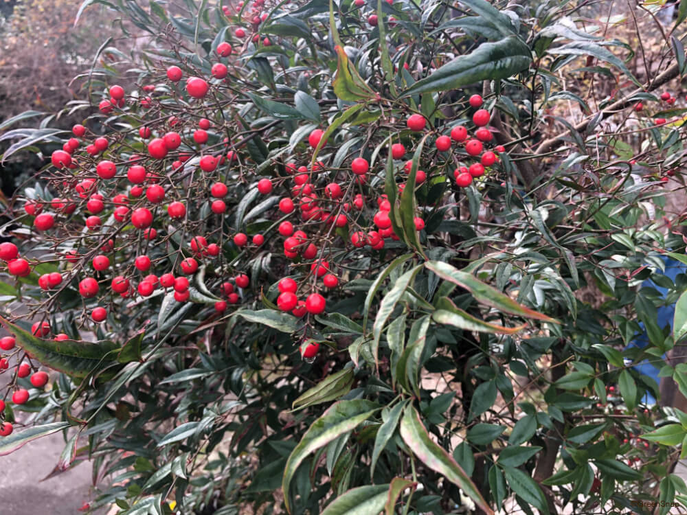 イイギリの実ハチ北観光協会兵庫県香美町