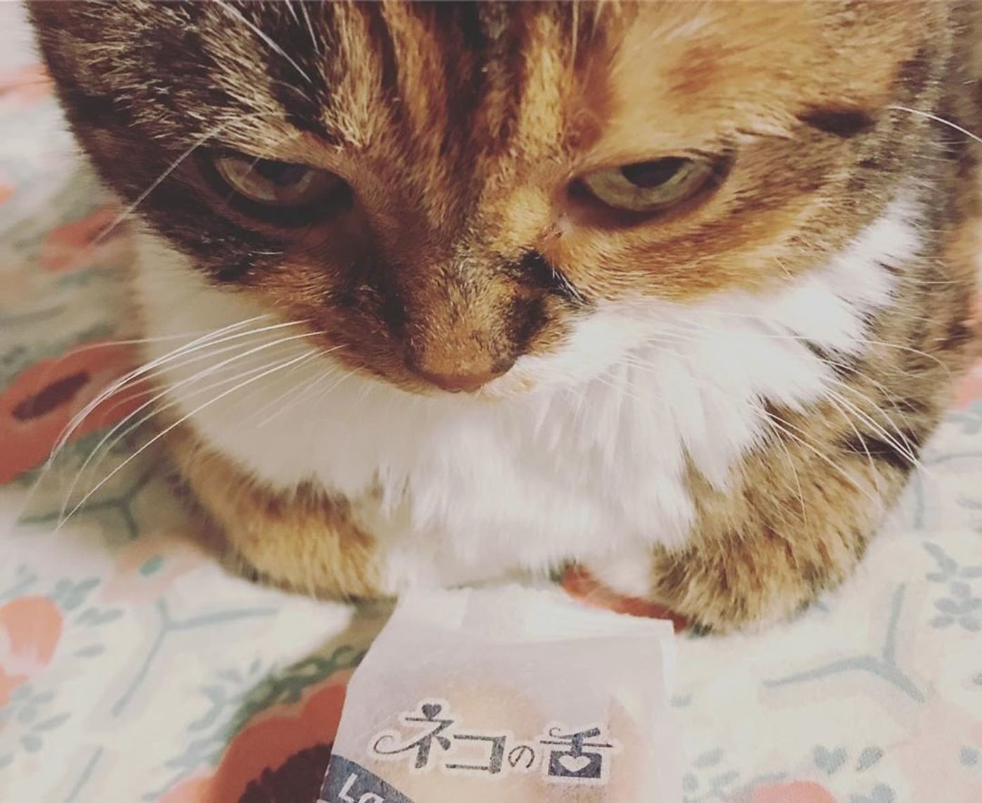 絵日記 食べたいくらい可愛いこやま家の日常絵日記