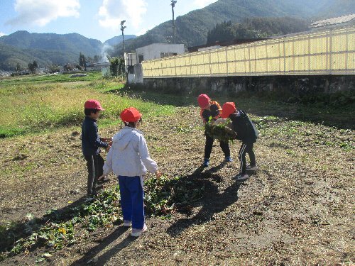 サツマイモの栽培をしていますが「つる返し」のコツを教えてください