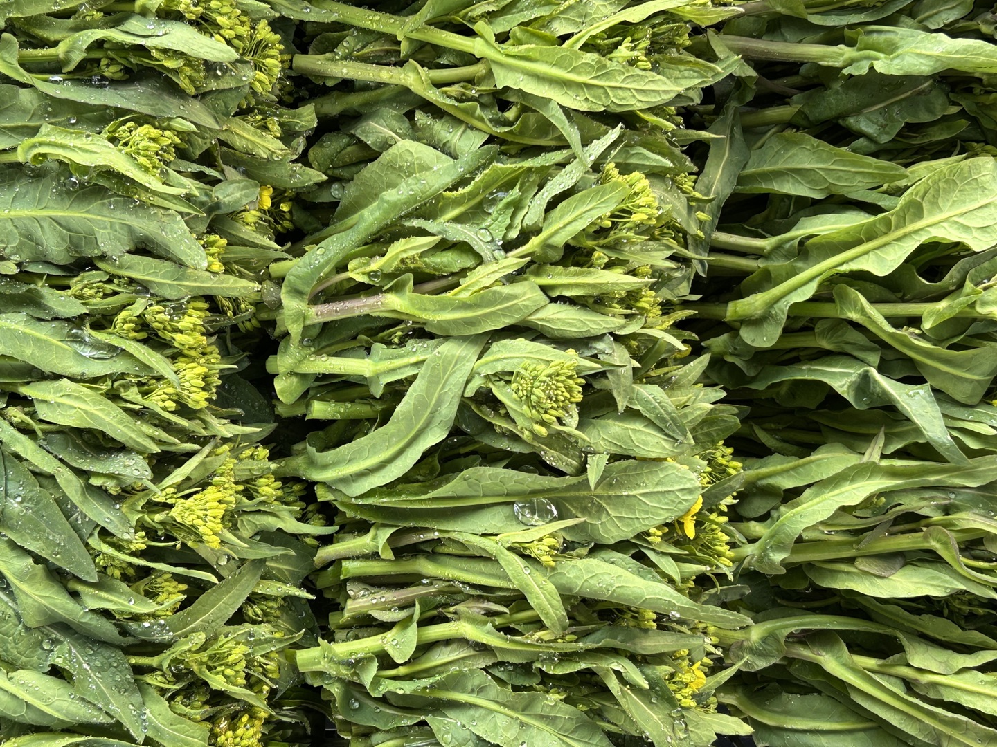 信州塩尻おやきセット 14個セット 旬菜花おやき セット ぎゅっと 詰め込み 野沢菜 きんぴらごぼう 大葉なす つぶあん 甘酢山賊 辛いなすセット 各務製粉 長野県 塩尻市長野県塩尻市セゾンのふるさと納税