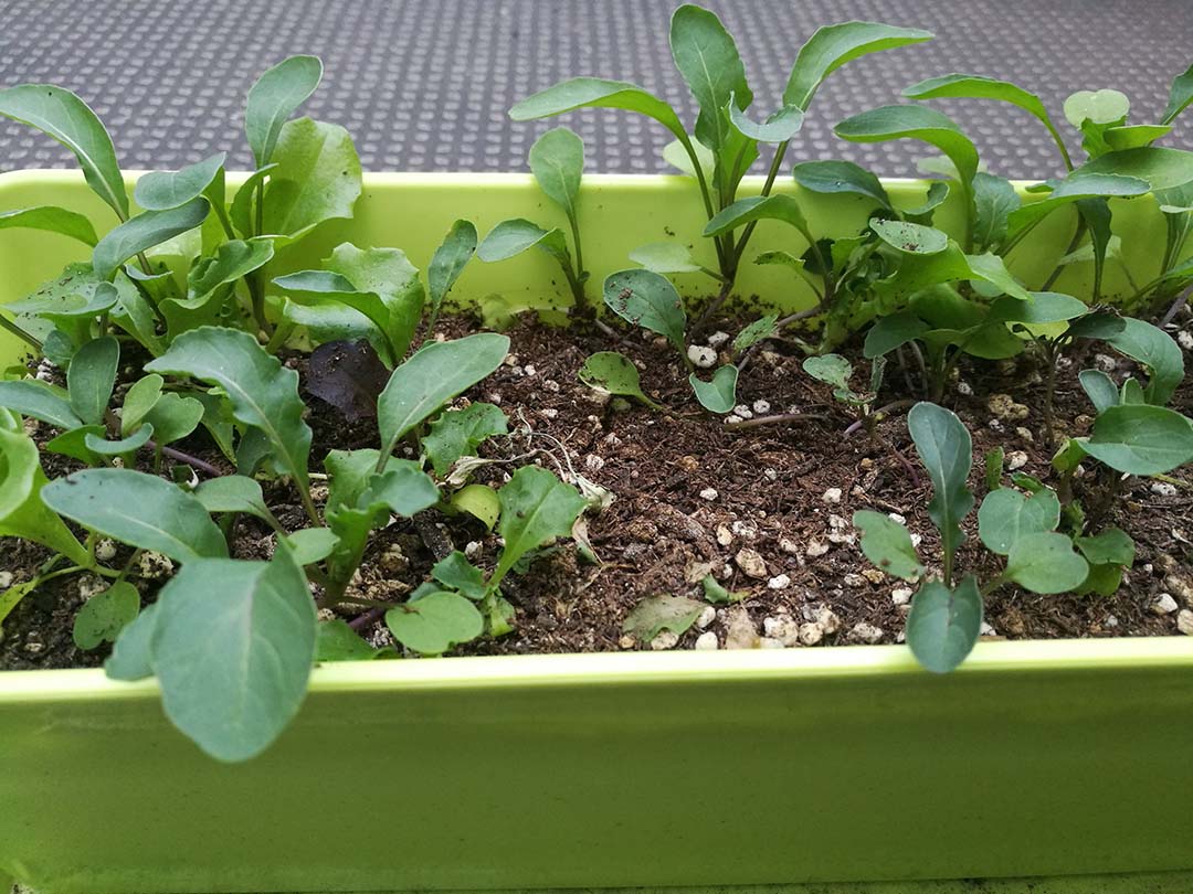 ベビーリーフ2020年2つ目のプランターも順調ですグローバルこうちゃん