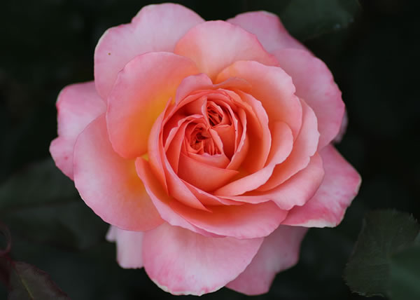 薔薇のお茶 リーフタイプ 奥出雲薔薇園