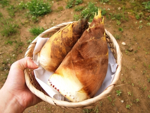 筍料理旬のもの暦生活日本の季節を楽しむ暮らし