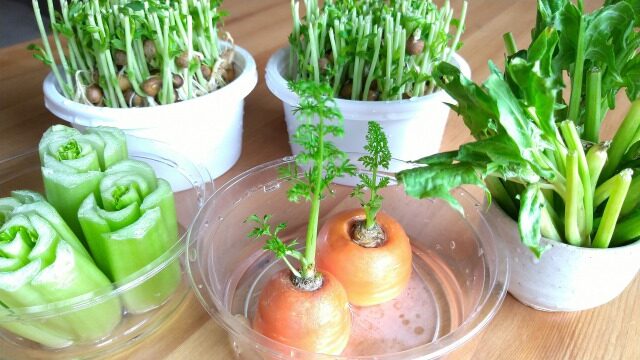 野菜の豆知識野菜の切れ端を再生 育てて楽しい「リボベジ」のはじめ方世田谷自然食品