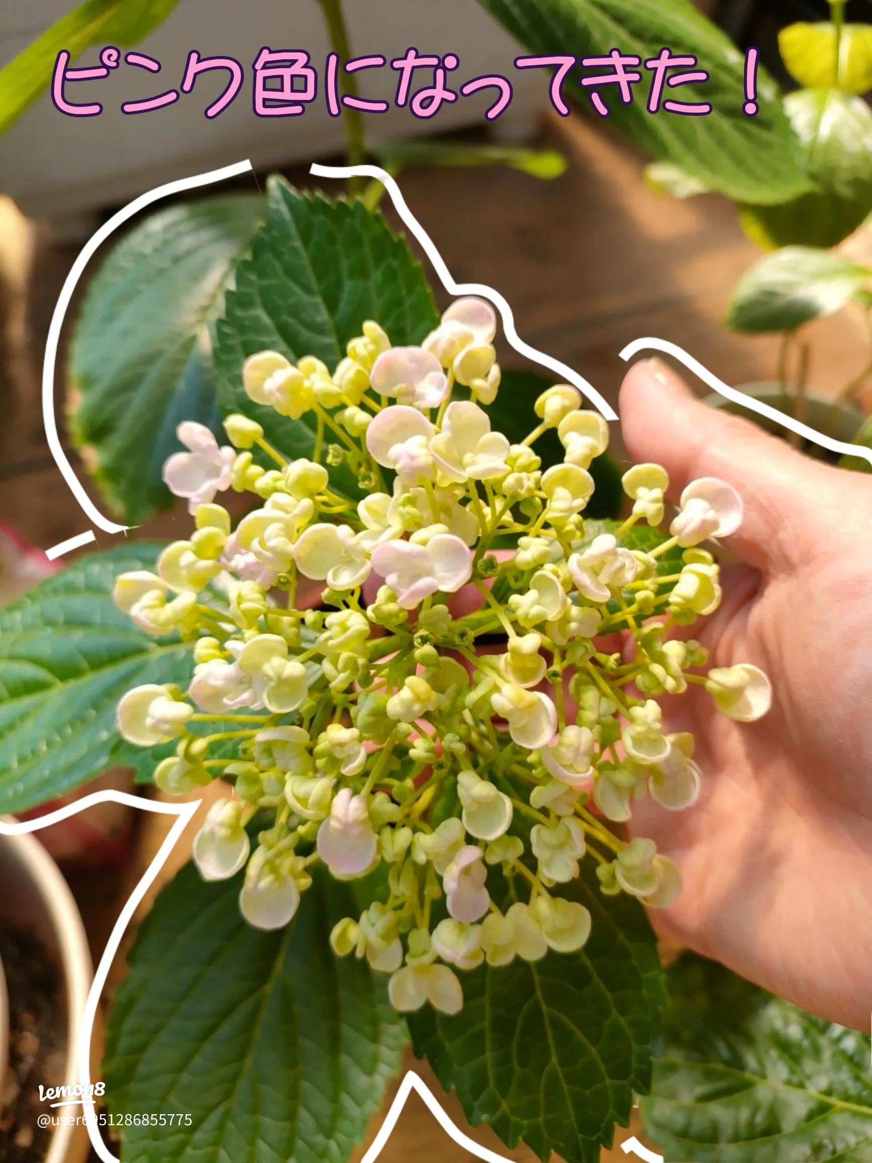 ポップコーン紫陽花とおたふく紫陽花の魅力