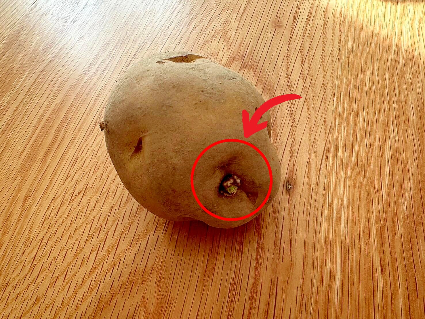 芽が出たジャガイモの写真・画像素材-Snapmart スナップマート