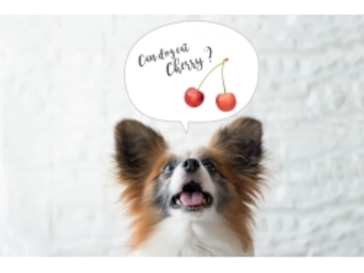 さくらんぼの種には毒がある!? うっかり食べたらヤバイ？ - ECナビ