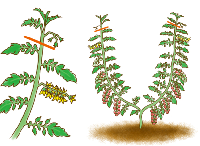 推しベジその1 家庭菜園、不動のセンター！『ミニトマト』花ごころメディア花ごころ