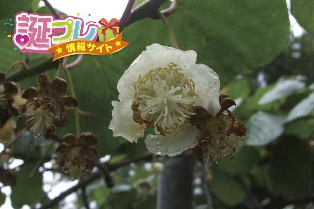 キウイの花言葉は怖い？7つの意味と由来となった意外な真実花コトバンク