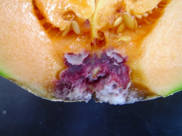 メロン - 空知総合振興局産業振興部空知農業改良普及センタ