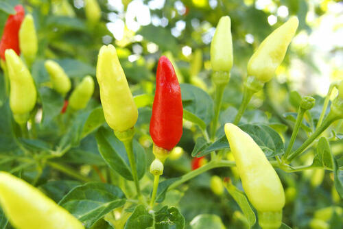 無農薬栽培 島とうがらし 茎、へた付き宮古島未来物語沖縄県産冷凍野菜通販 - たべるとくらすと