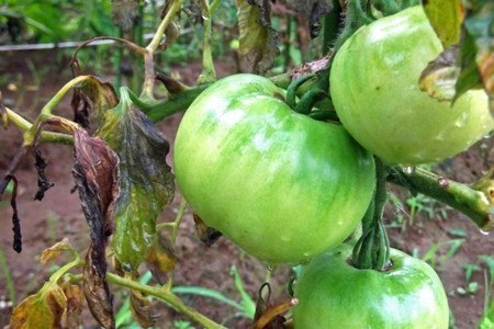 腐ったトマトの写真素材FYI00084471ストックフォトの Qlean Market キュリンマーケット