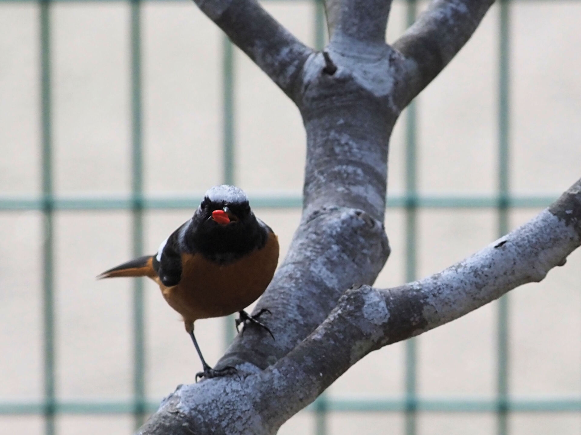 モッコクモドキ』│きんちゃんのヨタ話