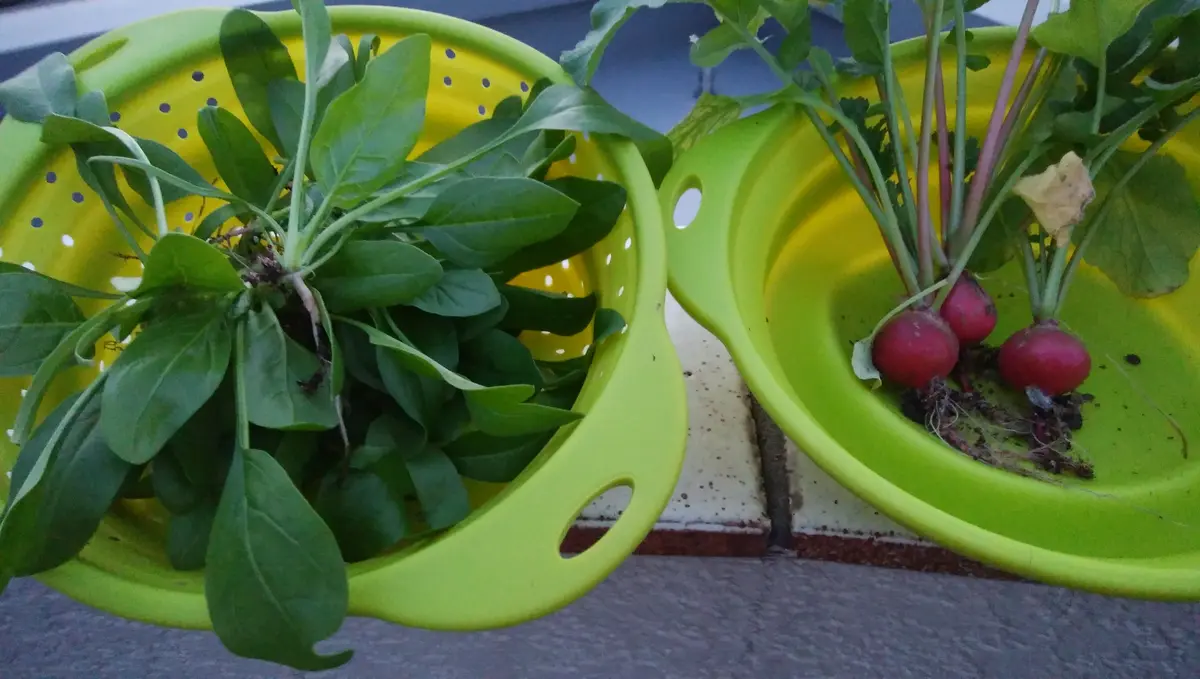 ラディッシュの葉は食べてもいいの？ 栄養やレシピのおすすめなどを紹介PREZO プレゾ- 北海道のお取り寄せグルメと産直通販