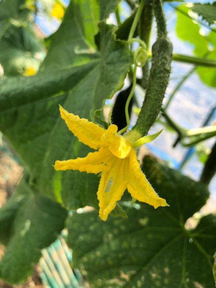 きゅうりの花が咲かない・枯れる原因とは？花はいつ頃咲く？ – 家庭菜園の教科書