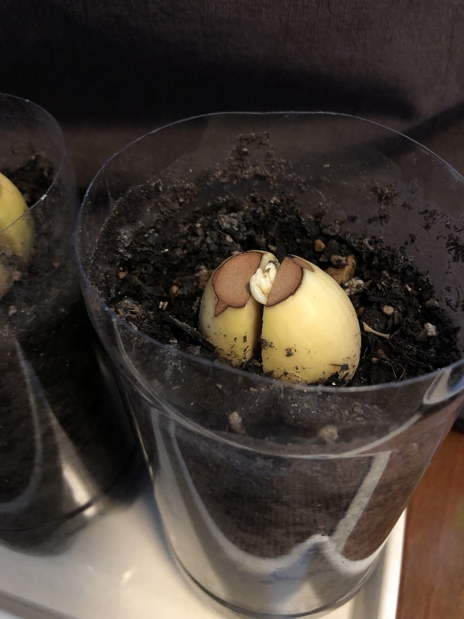 アボガドの葉の裏に ～べらんでぃずむ～ ベランダ栽培日記 - 楽天ブログ